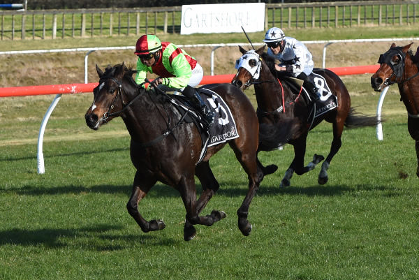 Twain powers away to score on debut at Tauranga on Sunday.   Photo: Megan Liefting (Race Images)