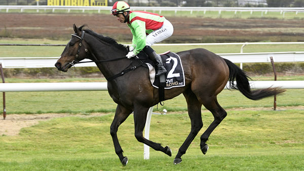 Twain and Vinnie Colgan return to the birdcage after winning Sunday's Gr.3 Sweynesse Stakes (1215m) at Arawa Park.  Photo: Kenton Wright (Race Images)