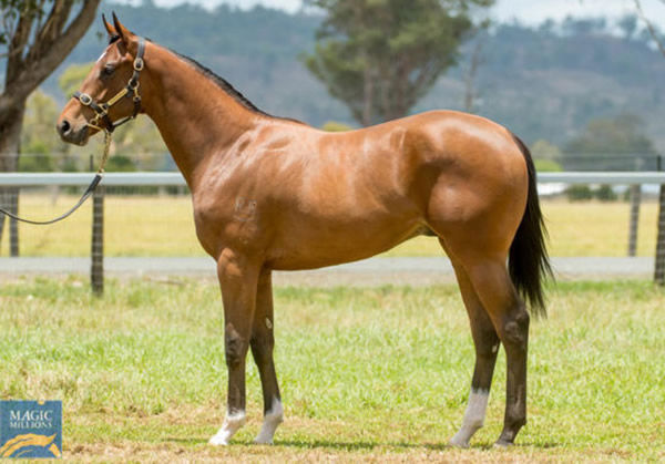 Twin Stars was a $225,000 Magic Millions purchase.
