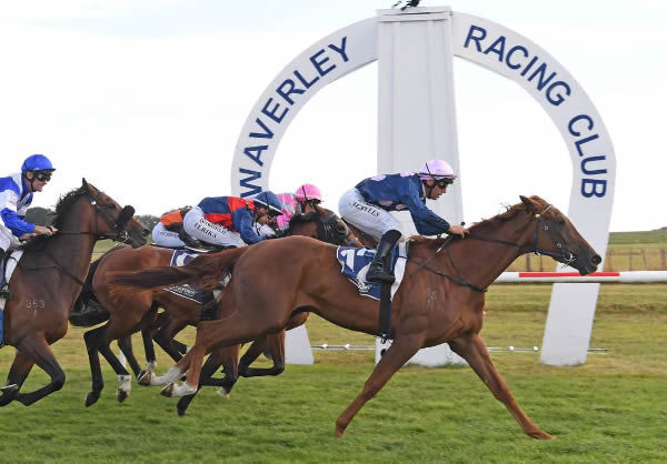 Oaks contender Twisted Love winning the Agfirst (1650m) at Waverley on Wednesday.   Photo: Peter Rubery (Race Images Palmerston North) 