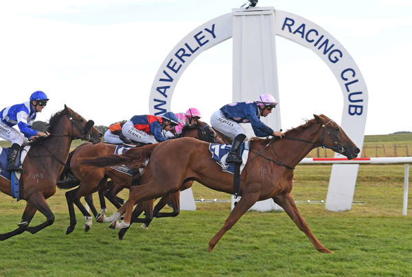 Oaks contender Twisted Love has been purchased by OTI Racing. Photo: Peter Rubery (Race Images Palmerston North)