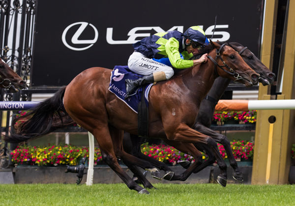 Tycoon Humma edges out Kallos to win at Flemington - image Grant Courtney. 