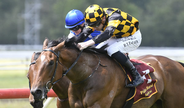 Tycoon Prince winning at Te Aroha on Wednesday.   Photo: Kenton Wright (Race Images)