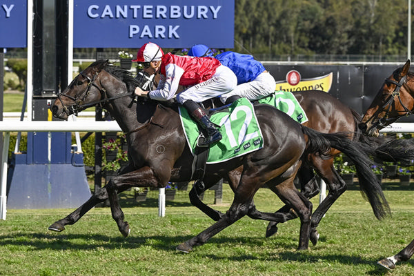 3yo Snitzel Gelding Tyreek Is All Class On Debut - Image Bradley Photos