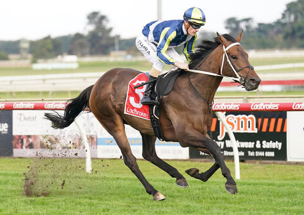 G1 Toorak Handicap contender Uncle Bryn (GB) runs for a partnership that includes Seymour Bloodstock and Chasemore Farm - image Scott Barbour / Racing Photos