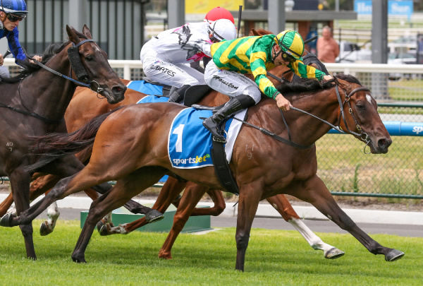 The Matthew Williams-trained Unseen Ruler stormed home from the back of the field to win the Dennis Hanrahan Handicap (1800m) at Caulfield Heath on Boxing Day, securing his fifth career victory.    Photo Credit Bruno Cannatelli