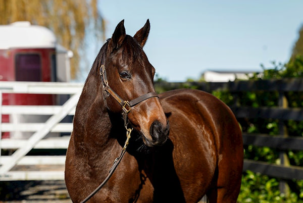 Ticket to Ride topped the sale in foal to Proisir.