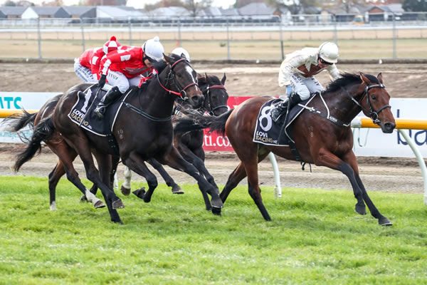 Lisa Allpress urges Unusual Countess to the line to take out the Listed Berkley Stud Champagne Stakes (1200m) at Riccarton. Photo: Race Images South