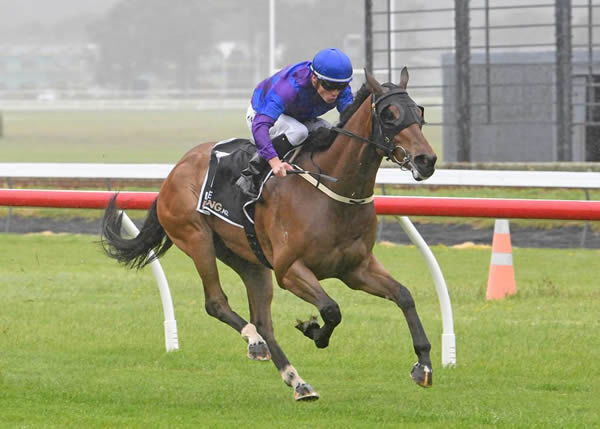Up The Anti will seek black-type success in Thursday's Gr.3 Elsdon Park Wellington Stakes (1600m) at Otaki. Photo: Peter Rubery (Race Images Palmerston North)