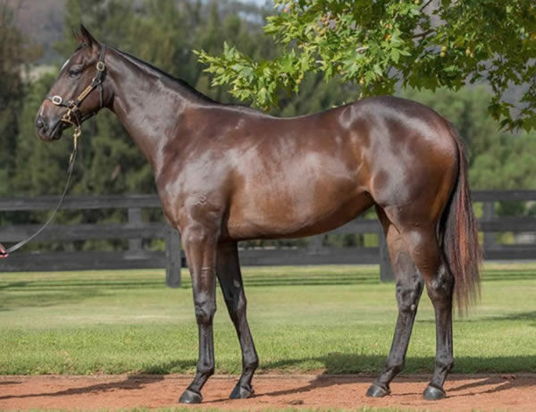 $200,000 Inglis Easter purchase Vamos Bebe, is another SW bred and sold by Segenhoe. 