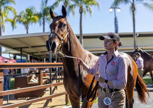 G2 winning Vancouver mare Vangelic sold for $1.5million - image MM