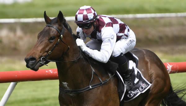 Vega For Luck winning at Tauranga on Saturday.  Photo: Kenton Wright (Race Images)