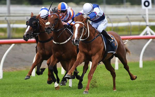 Velocious powers clear in the Listed Counties Challenge Stakes (1100m) at Pukekohe on Saturday. Photo: Kenton Wright (Race Images)