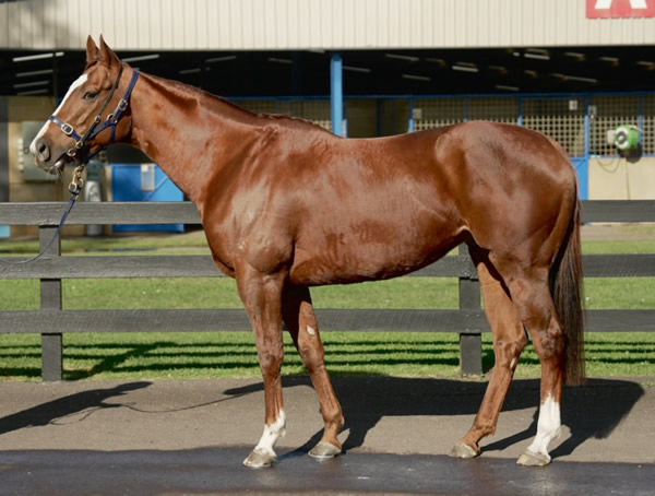 Written Tycoon mare Veranskova sold for $510,000.