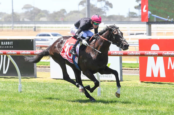 Veyepee wins with ease at Geelong - image Brett Holburt / Racing Photos