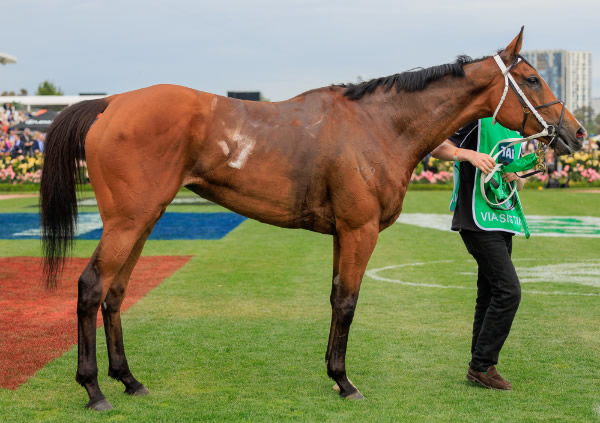 Via Sistina has won 10 of 20 starts - image Grant Courtney