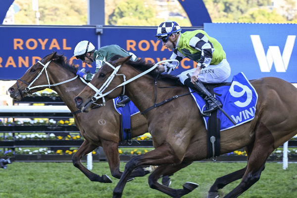 Via Sistina (IRE) works through on the inside to defeat Zougotcha in the G1 Winx Stakes - image Steve Hart