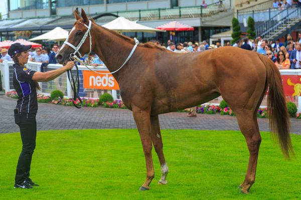 Vienna Princess will be a lovely broodmare for the future - image Grant Courtney
