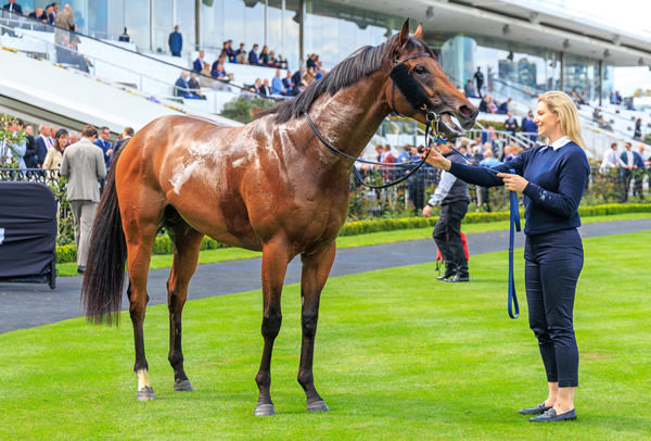 Vinrock is a new Yulong stallion in the making - image Grant Courtney 