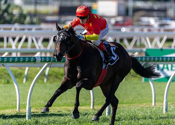 Stakes-winning 2YO Volcanic Rock is for sale.