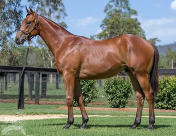 Volterra was a $1.3million MM purchase from the Yarraman Park draft