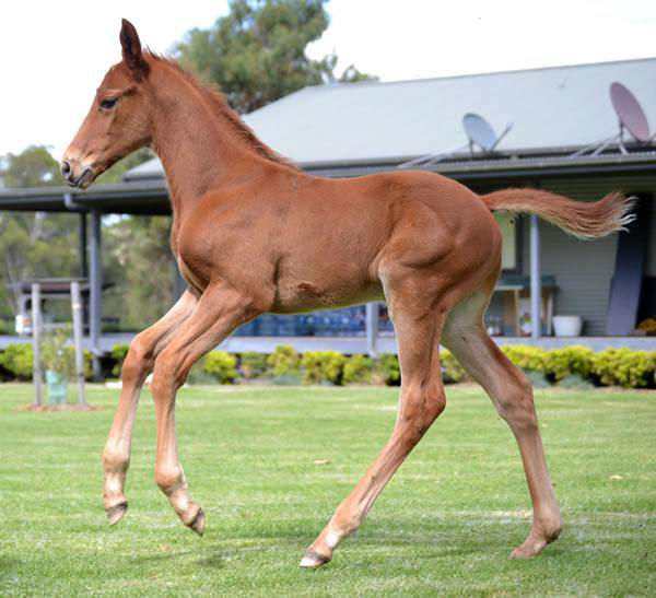Foaled and raised at Kitchwin Hills is Melbourne Cup winner Vow and Declare 
