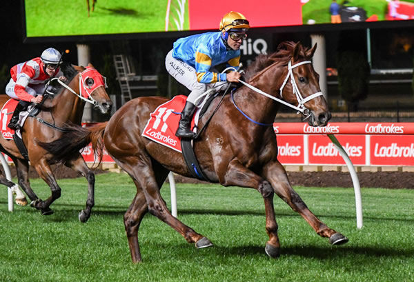 Unbeaten Written Tycoon 3YO Vowmaster is a rising star in the Chris Waller stable, purchased for $300,000 from Torryburn MM draft in 2019. - image Racing Photos.
