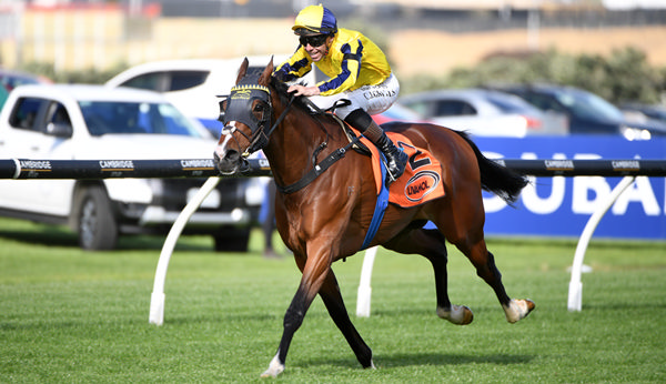 Waitak is all alone at the finish of the Gr.1 Livamol Classic.   Photo: Kenton Wright (Race Images)
