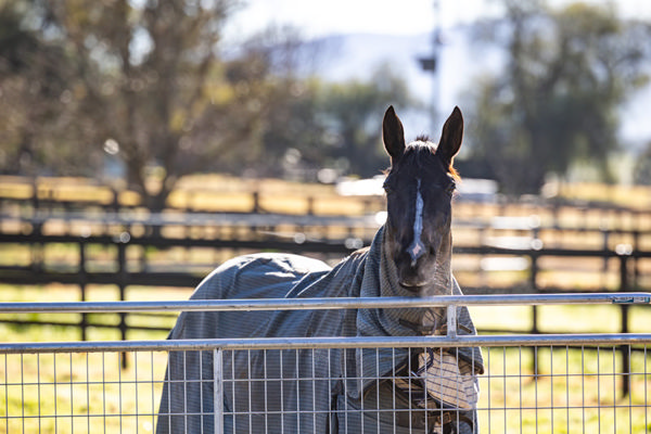 Happy horses at Wakefield Stud! - all images KJD Media