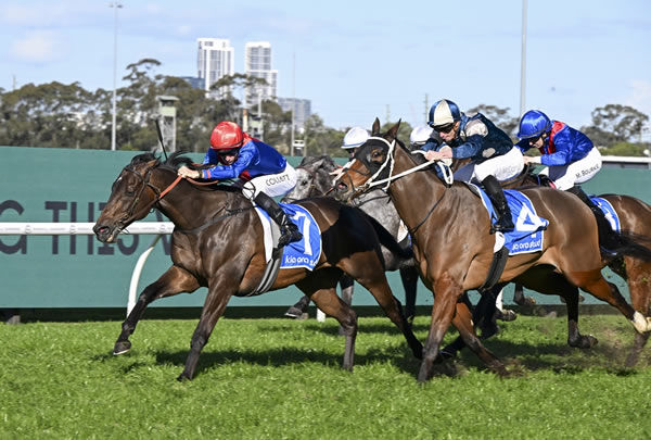 War Eternal (blue) holds off Birdman to win the Captivant @ Kia Ora Handicap at Rosehill Gardens for Bjorn Baker.    Photo: Bradley Photos