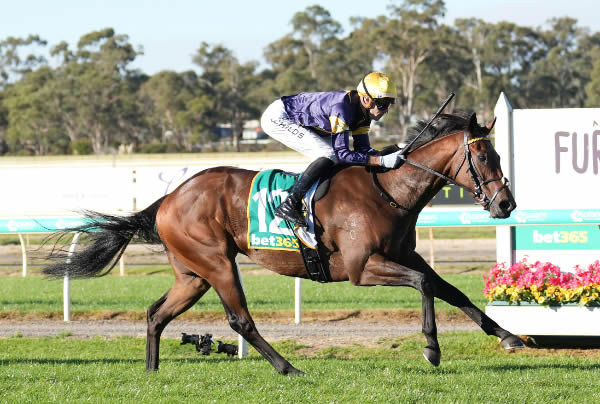 War Machine eases to victory in the Listed Bendigo Guineas (1400m) on Saturday. Photo: Scott Barbour (Racing Photos)