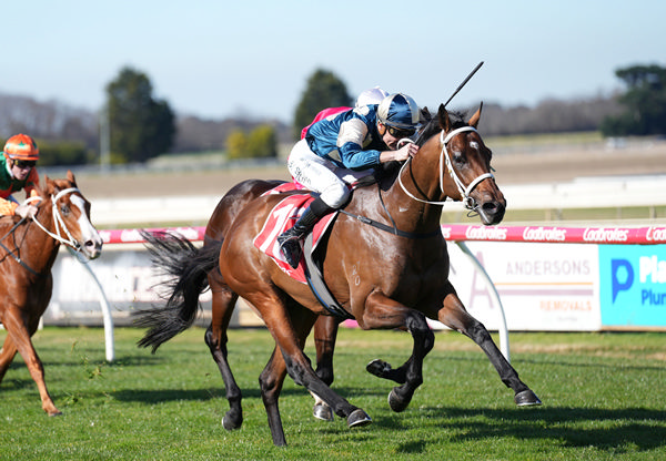 Warlords wins well on debut - image Scott Barbour / Racing Photos