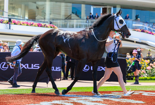 Warmonger is a horse on the up for OTI Racing  - image Grant Courtney