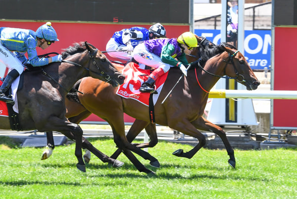 Watersports adds a second career win to her record at Cranbourne. (Photo by Brett Holburt/Racing Photos)