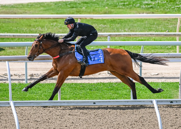$300,000 Written By colt from Valuchy.