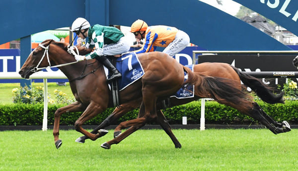 Well Written winning the Gr.2 Jimmy Schick Shaw’s Auckland Guineas (1400m) at Ellerslie on Boxing Day.  Photo: Kenton Wright (Race Images)