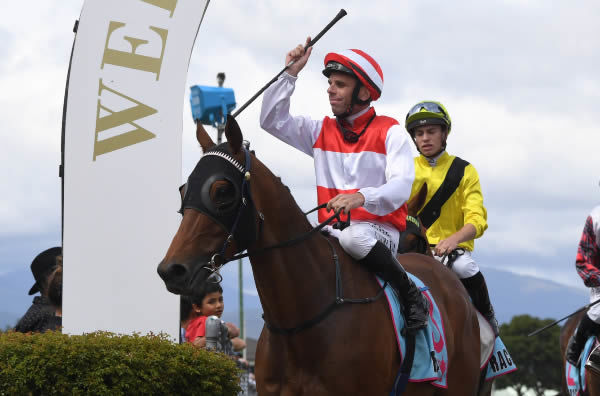  Whangaehu upon winning the Gr.3 Life Direct Trentham Stakes (2100m) on Saturday.   Photo: Peter Rubery (Race Images Palmerston North)