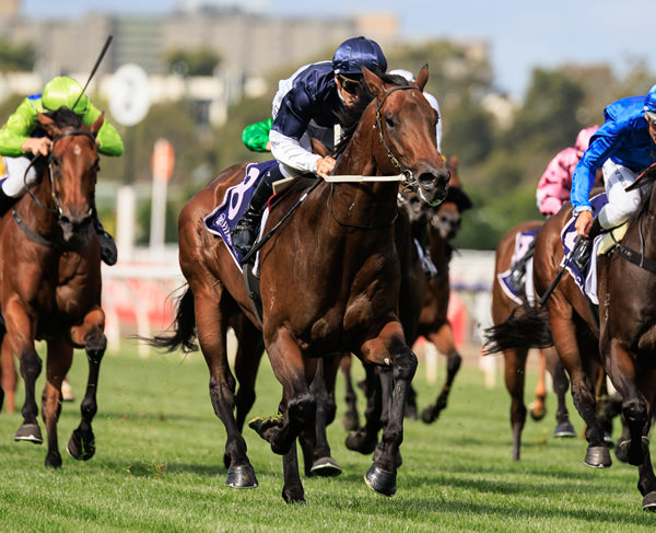 Exciting sprinter What You Need is a star on the rise for Supido - image Grant Courtney 