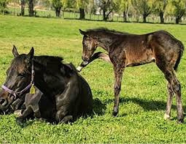 White Gold pictured with Mystic Journey as a foal