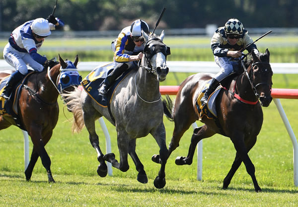 White Noise winning the Gr.3 Lucia Valentina Wellington Stakes (1600m) at Otaki on Thursday. Photo: Peter Rubery (Race Images