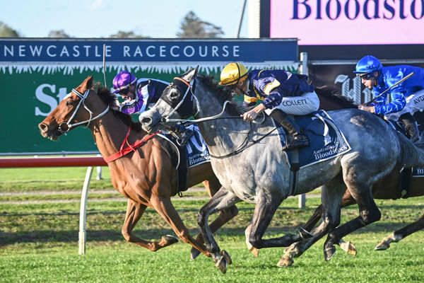 Wild Chap toughs it out (image Steve Hart)