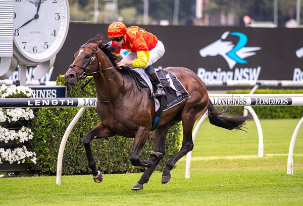 Snitzel stallion Wild Ruler is chasing an all important first Group I win - image Steve Hart 