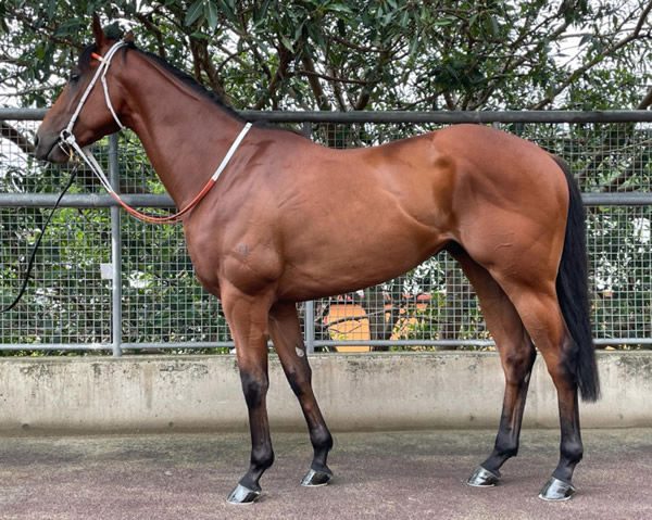 Wild Wind was bought for $25,000 on Inglis Digital, click to see his page.