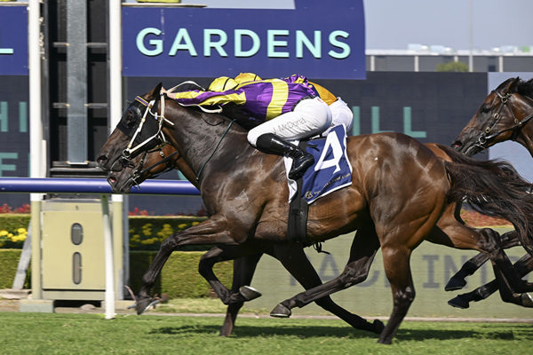 Second G3 Victory For Shamus Award gelding Willaidow - Image Bradley Photos