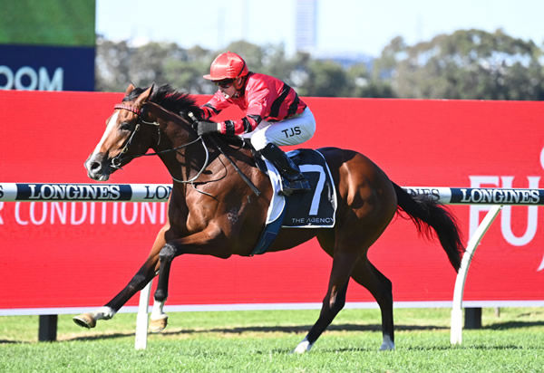 Willinga Rufio is a star on the rise for Terry and Ginette Snow - image Steve Hart.