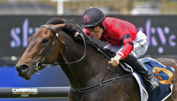 Willydoit is on a path to the NZ Derby - Photo: Kenton Wright (Race Images)