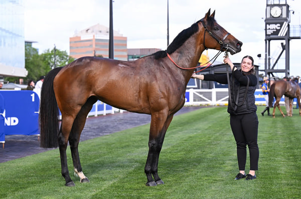 Wings of Desire - could she be a fourth SW for Vegas Showgirl? - image Racing Photos