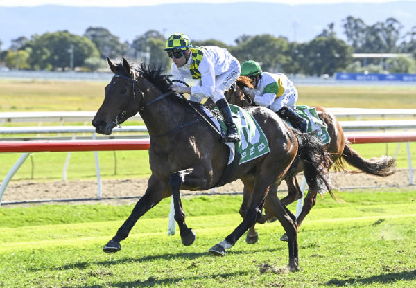 Wings of Desire is entered for Randwick today - image Bradley Photography