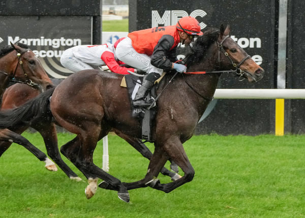 Winnasedge wins at Mornington - image George Sal / Racing Photos