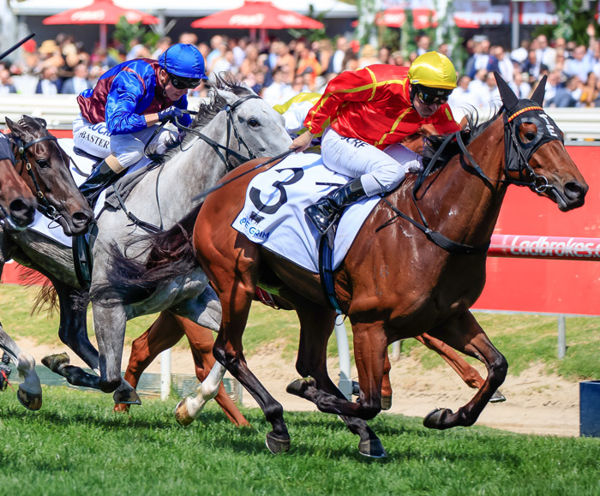 Winter Bride is in New Zealand chasing a G1 win - image Grant Courtney